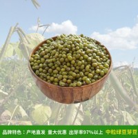 至盈黄金豆 豆芽绿豆 大明绿芽豆中颗粒 五谷杂粮25kg/件厂家批发