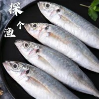 东山岛野生巴浪鱼养殖巴浪鱼刺巴鱼黄占鱼棍子鱼青鱼烧烤餐饮直供