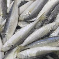 福建东山岛 野生冷冻巴浪鱼 海鱼 海鲜冻品水产 批发