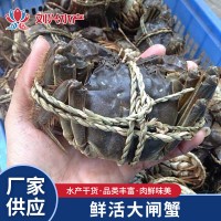 水产批发 鲜活味美大闸蟹 淡水养殖大螃蟹 公蟹母蟹按只批发