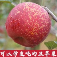 G0033四川大凉山丑苹果冰糖心苹果新鲜水果当季整箱盐源包邮四川