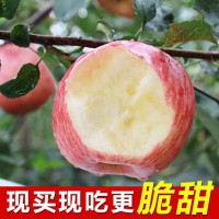 陕西苹果水果陕西红富士10斤脆甜苹果新鲜水果批发代发