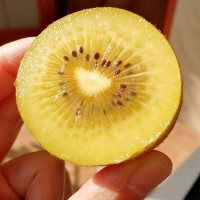 四川黄心猕猴桃 黄金黄心奇异果批发代发产地供应链直发应季水果