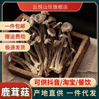 鹿茸菇云南特产鹿干货茸菌脆脆菇批发一件代发