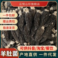 羊肚菌干货云南特产高山精品羊肚菌汤包头茬剪柄散装批发代发批发