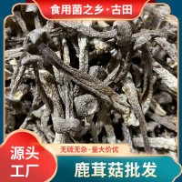 福建古田特产鹿茸菇散装500g食用冷香菌当季新鲜北风菌珊瑚菌批发