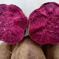 脱毒紫薯紫地瓜苗 鲜食口感好薯型美观紫罗兰徐紫薯八号济黑基地