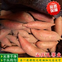 山东沙土蜜薯 生挖鲜地瓜小蜜薯 农家自产自销烟薯25 红薯