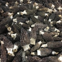 羊肚菌干货500g 5公分以上营养高大量批发厂地直发