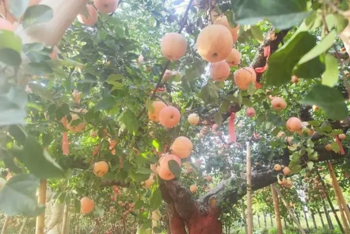 微信截图_20231116115410