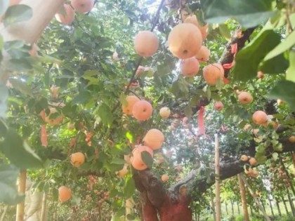 蓬莱139岁苹果树开摘，见证苹果产业变迁