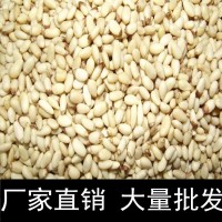 中颗粒华山松仁 松子仁厂家直销