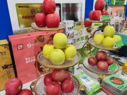 1300万吨，近年之最！脆香、清甜、爽口，陕西红富士苹果今年丰产，沪陕联手大量销售