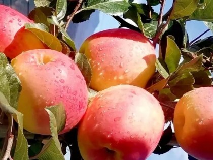 茂县：苹果丰收挂满枝优良品种助增收